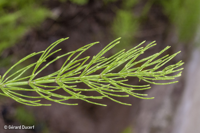 Phytothérapie de prêle des champs - Extrait de plantes fraîches bio